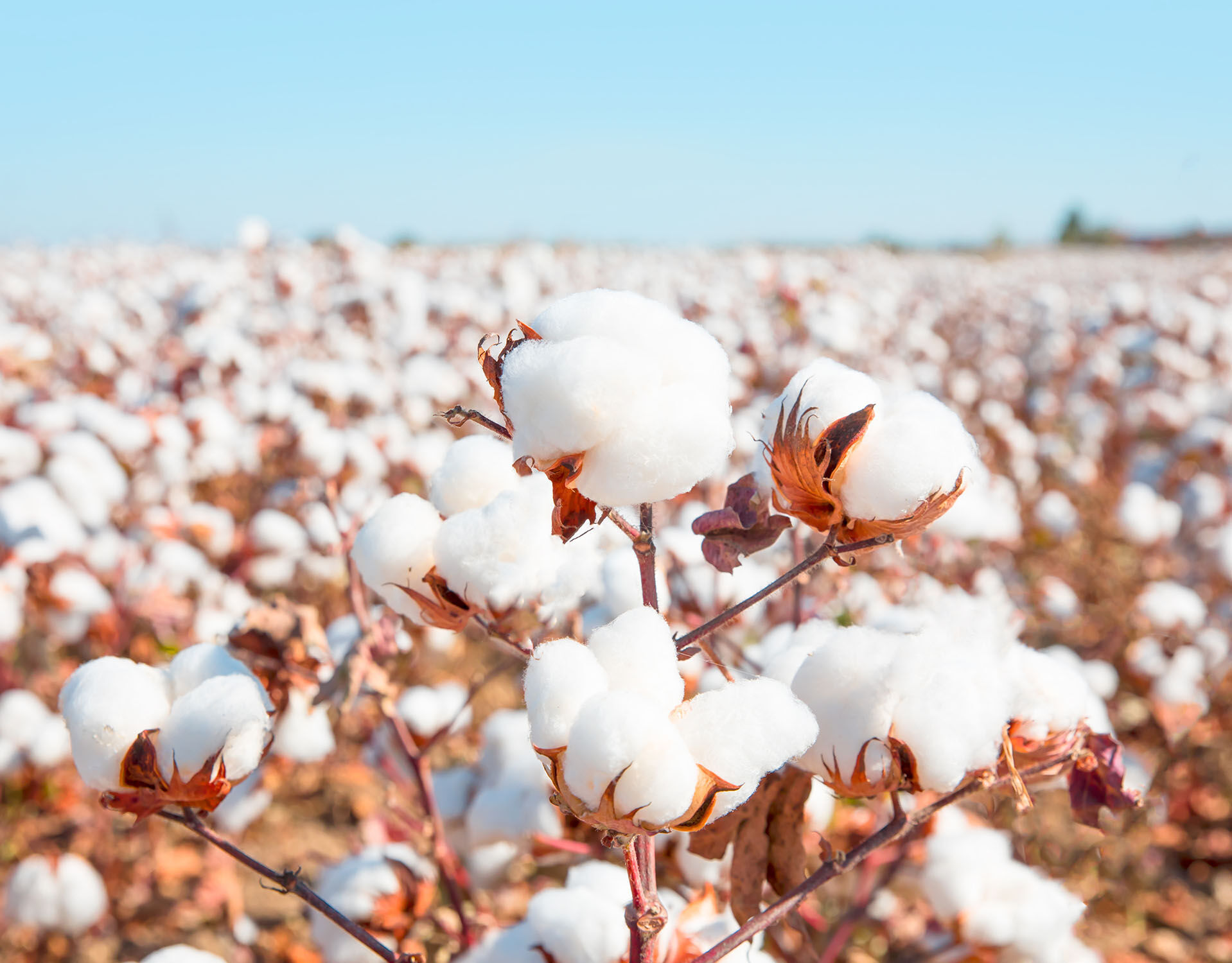 Preferred Cotton